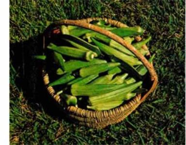 Growing and Cooking Okra Image